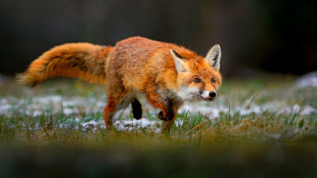 10 Fascinating Facts, Facts About Fox, A fox crouching down, ready to pounce on its prey