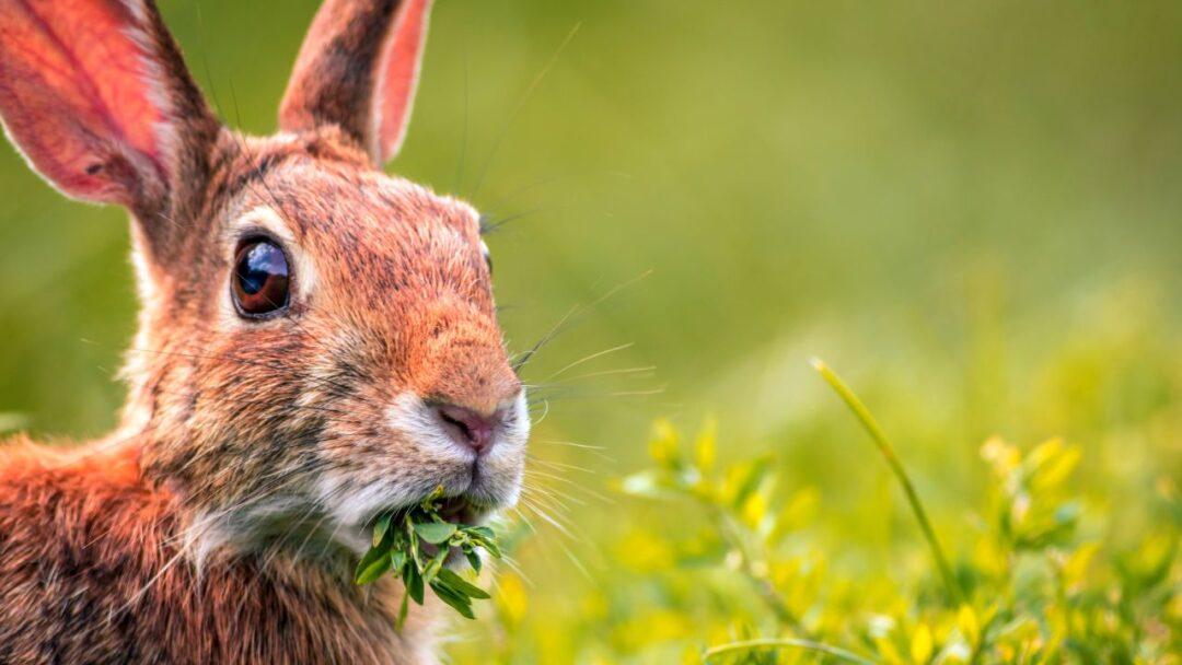 10 Fascinating Facts About Rabbits, Facts About Rabbit, A cute brown and white rabbit with floppy ears sitting in green grass.