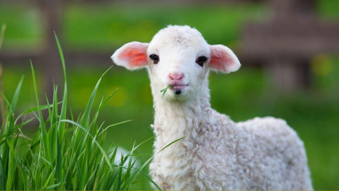 10 fascinating Facts about Sheep, Facts About Sheep, A cute white baby sheep standing in a green field, looking up at the camera.