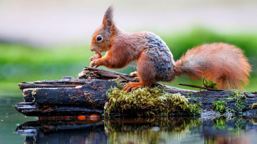 Mysteries of Squirrels, Facts About Squirrel, A brown squirrel sitting on a tree branch with a nut in its mouth.