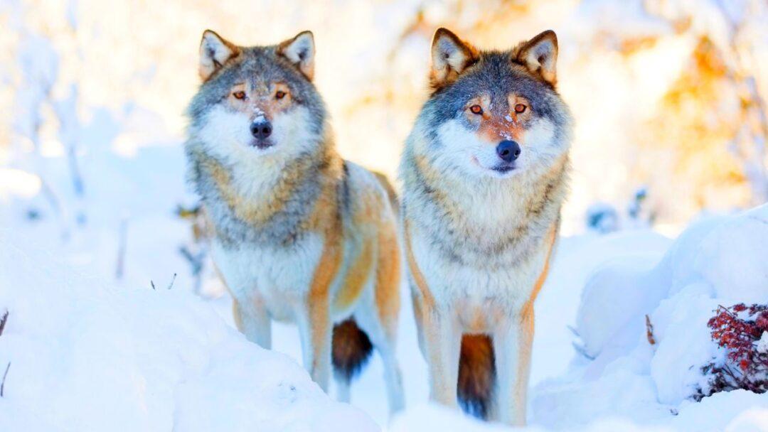 10 Amazing Facts About Wolfs, Facts About wolfs, Two gray wolves standing in a snowy forest