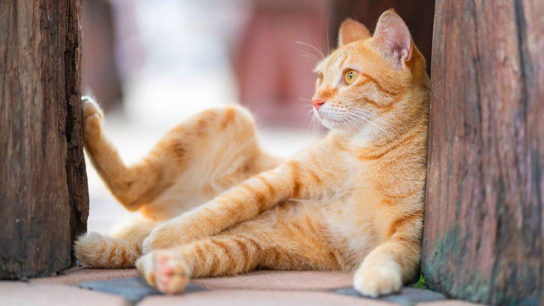 Facts About Cats, A fluffy gray and white cat sits on a windowsill, staring out at the view.