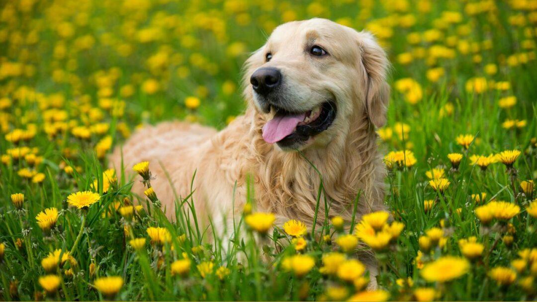 10 Fascinating Facts About Dogs, A dog sitting among yellow flowers in a garden.