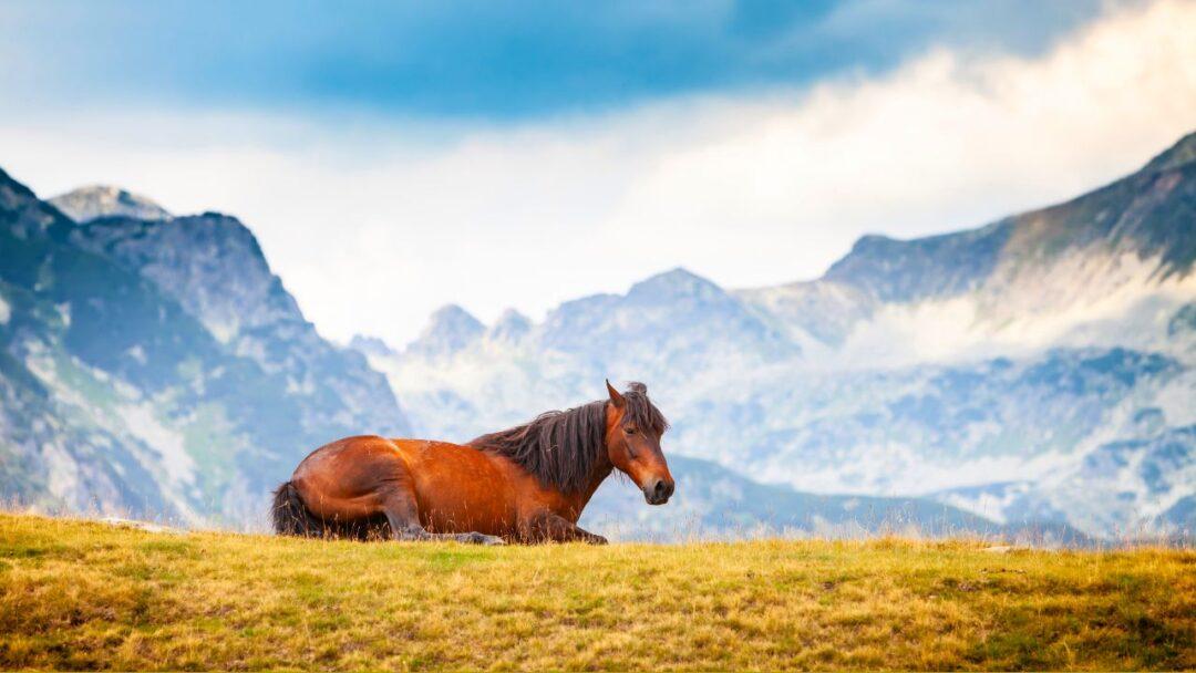 10 Fascinating Facts About Horse, Facts About Horse, A brown horse sitting on a grassy field with snow-capped mountains in the background.