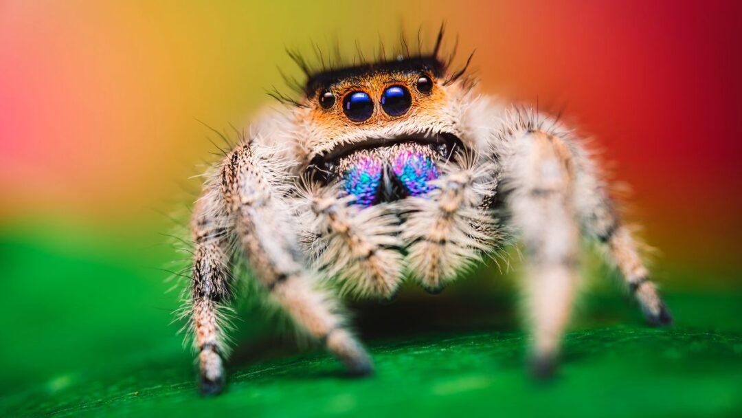 10 Fascinating Facts About Spiders, Facts About Spider, A close-up photo of a spider with eight legs and multiple eyes on its head.