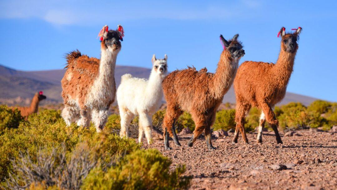 10 Fascinating facts about Alpacas, alpacas grazing in a scenic field