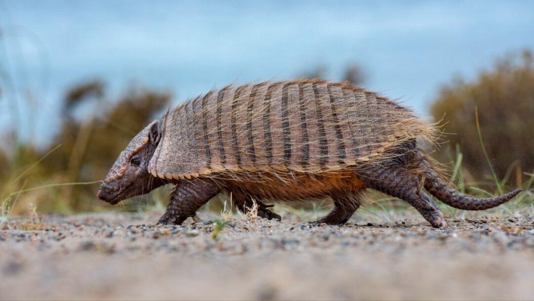 10 Fascinating Facts About Armadillo, A close-up photo of an armored armadillo with its unique scaly body and armored shell. Facts About Armadillos