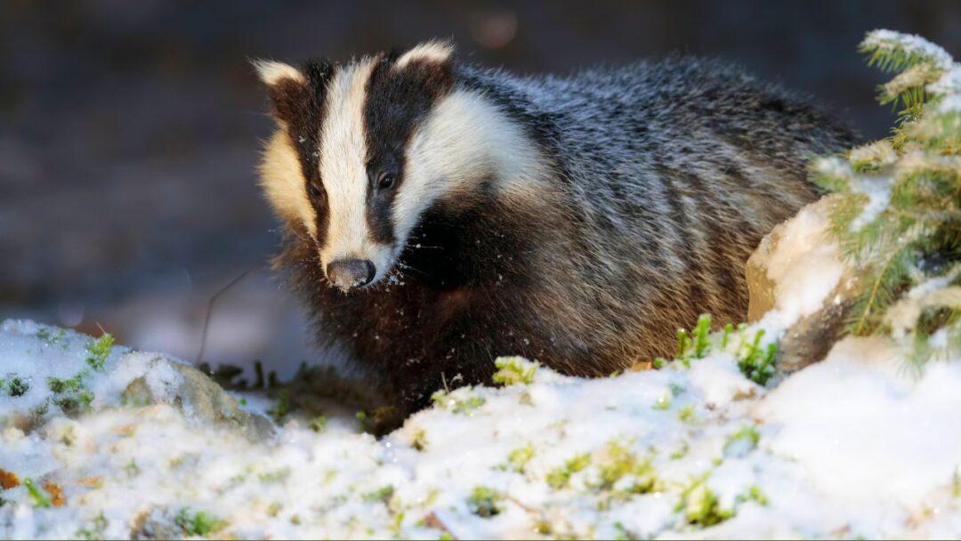 10 Fascinating Facts About Badgers, A close-up photograph of a badger, with its distinct black and white striped face and robust body, Fascinating, Facts, Facts About Badgers