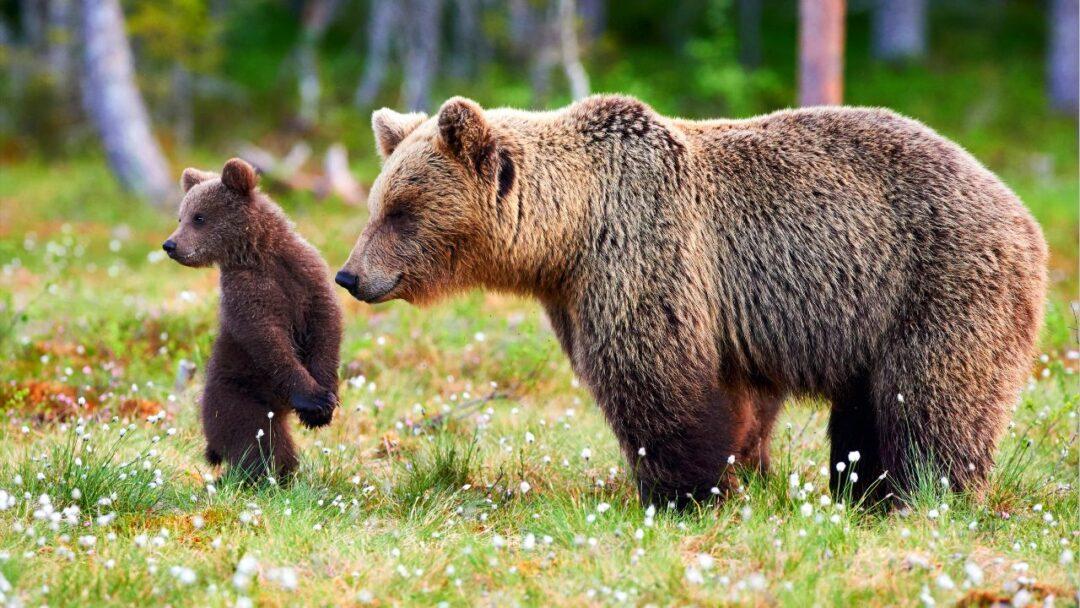 10 Fascinating Facts About Bears, A heartwarming image of a mother bear cuddling her adorable baby cub.
