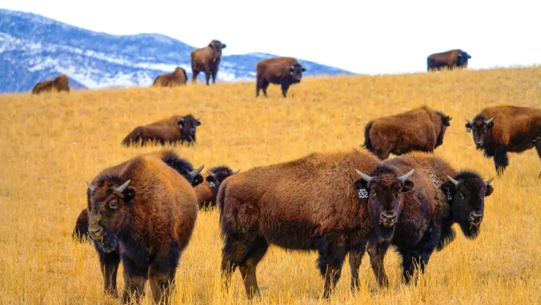 10 Fascinating facts about Bison, Majestic bison grazing in a vast grassland.