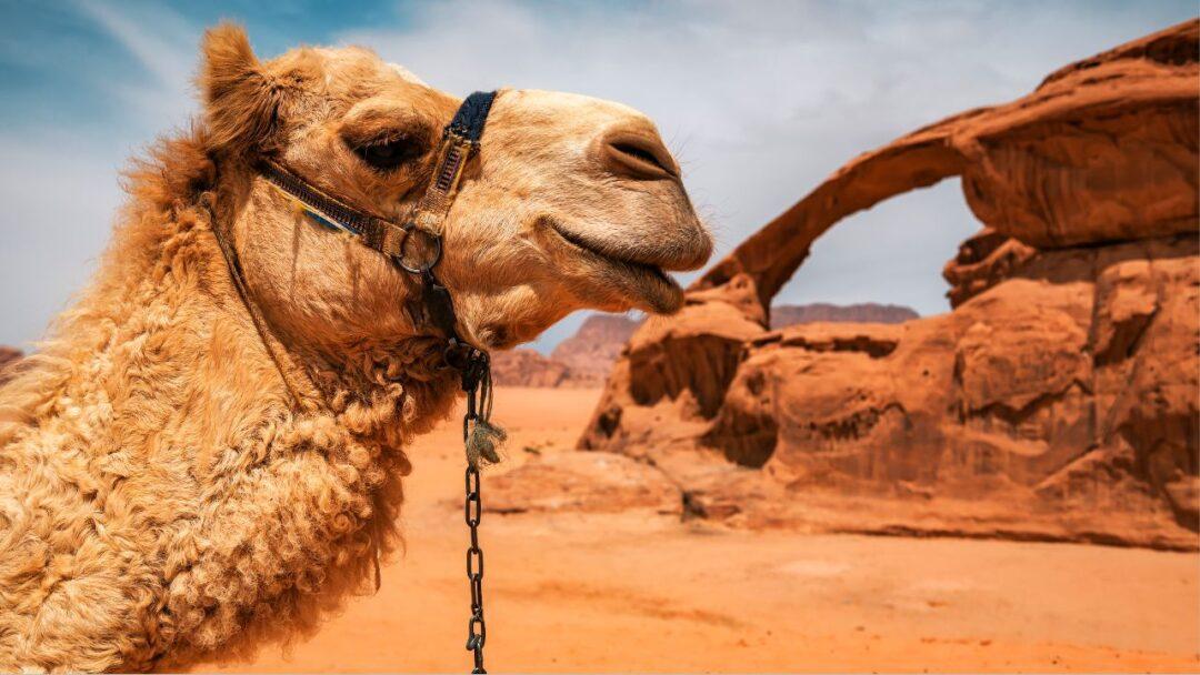 10 Fascinating facts about Camel, A majestic camel standing in the desert, with its long neck and humps proudly displayed.
