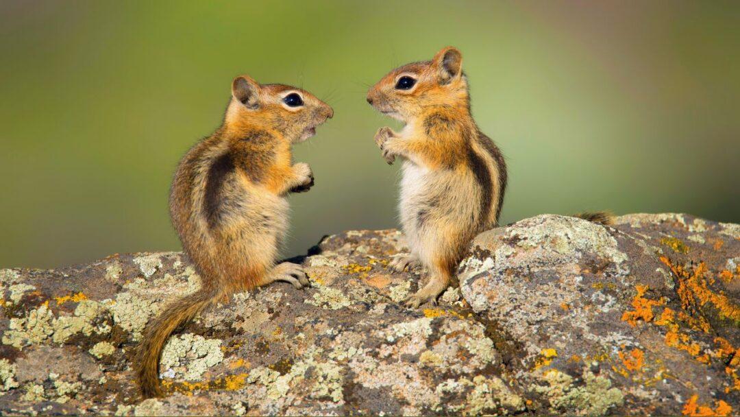 10 Fascinating facts about Chipmunks, Two adorable chipmunks exploring their surroundings.