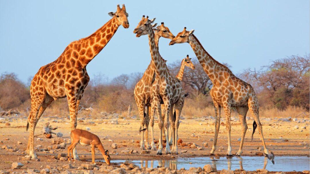 10 Amazing Facts About Giraffe, A majestic giraffe gracefully standing tall against a backdrop of trees.