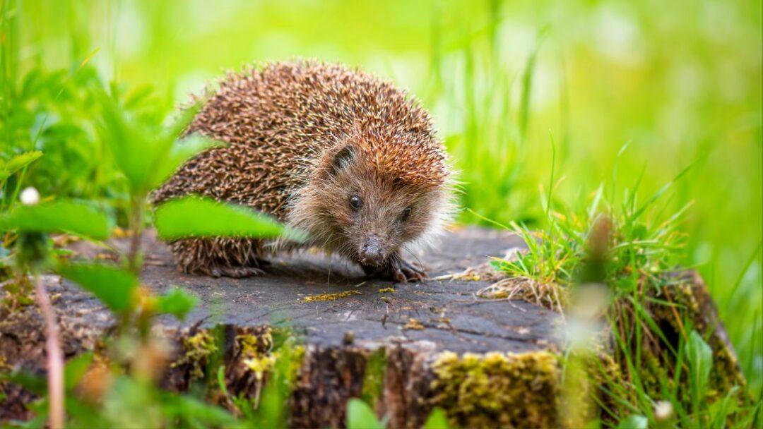 10 Fascinating Facts About Hedgehogs, Adorable hedgehog exploring its surroundings with quills standing tall. Facts About Hedgehog, Facts, Fascinating.