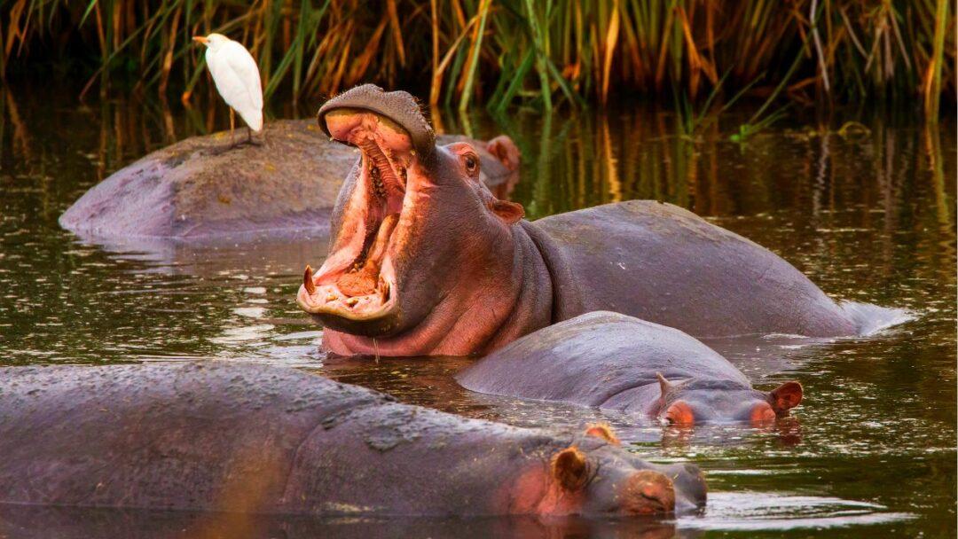 10 Interesting Facts About Hippo, A majestic hippo resting by the water's edge.