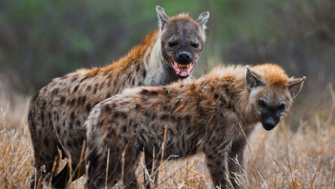 10 Fascinating facts about Hyenas, A group of hyenas walking in the savannah, displaying their distinctive striped fur and sharp teeth.