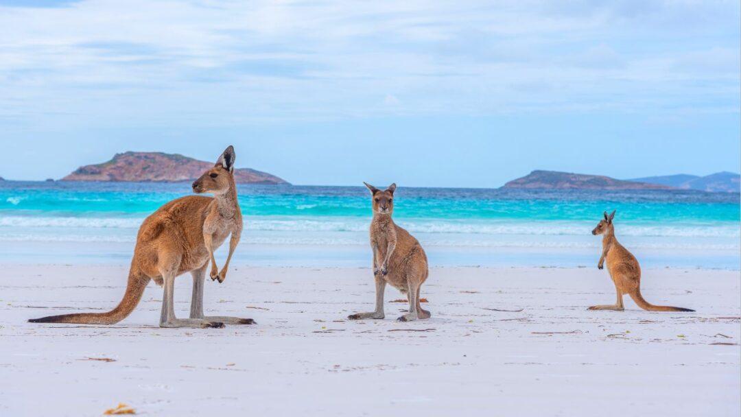 10 Amazing Facts About Kangaroos, A group of kangaroos enjoying a sunny day at the beach.