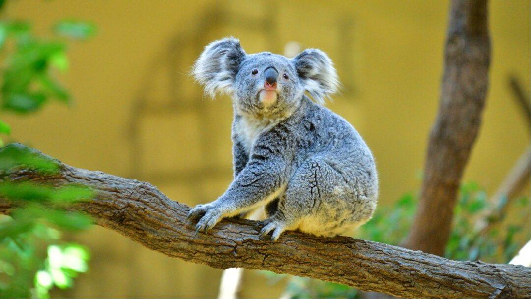 10 Interesting Facts About Koalas, A cute koala perched on a eucalyptus tree branch.