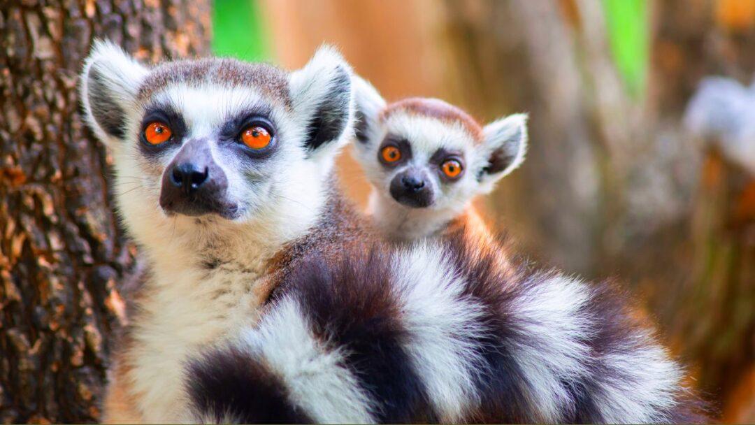 10 Fascinating Facts About Lemur, A playful lemur hanging from a tree branch, Facts About Lemurs, Facts, Fascinating