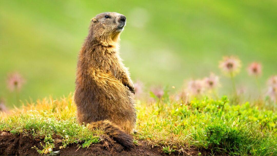 10 Fascinating facts about Marmots, Marmots in their natural habitat.