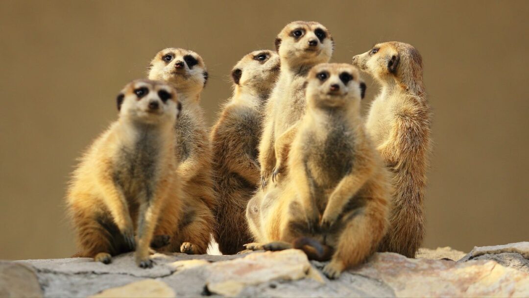10 Fascinating facts About Meerkats, Adorable meerkat standing on its hind legs, scanning the surroundings.