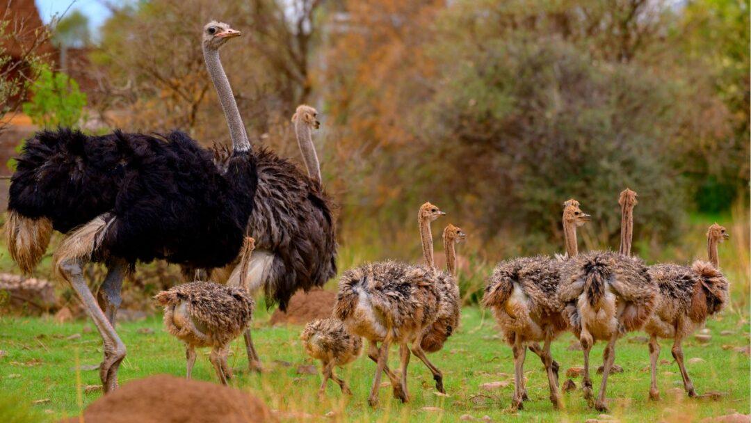 10 Fascinating Facts About Ostriches, Two majestic ostriches gracefully standing in a grassy savannah.
