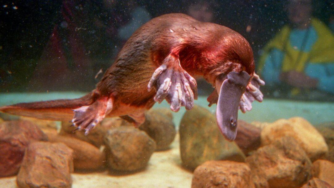 10 Interesting Facts About Platypuses, A captivating image showcasing a curious platypus in its natural habitat.