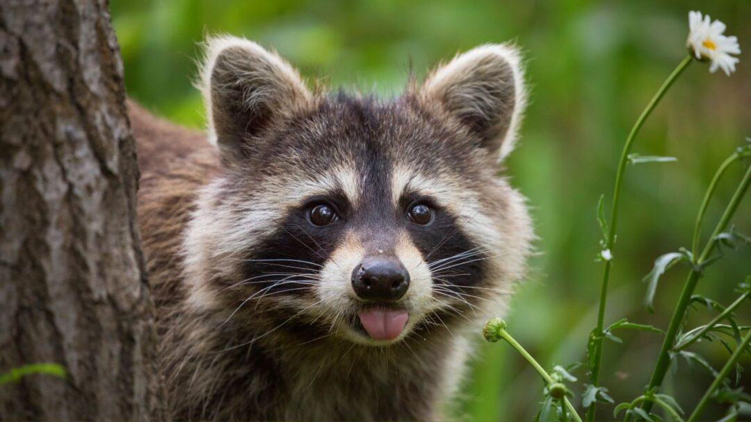 10 Fascinating facts about Raccoon, Adorable raccoon peeking out from behind a tree