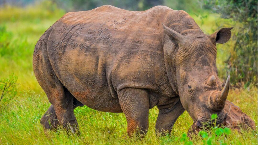 10 Fascinating facts about Rhinoceros, Majestic rhinoceros standing proudly in its natural habitat