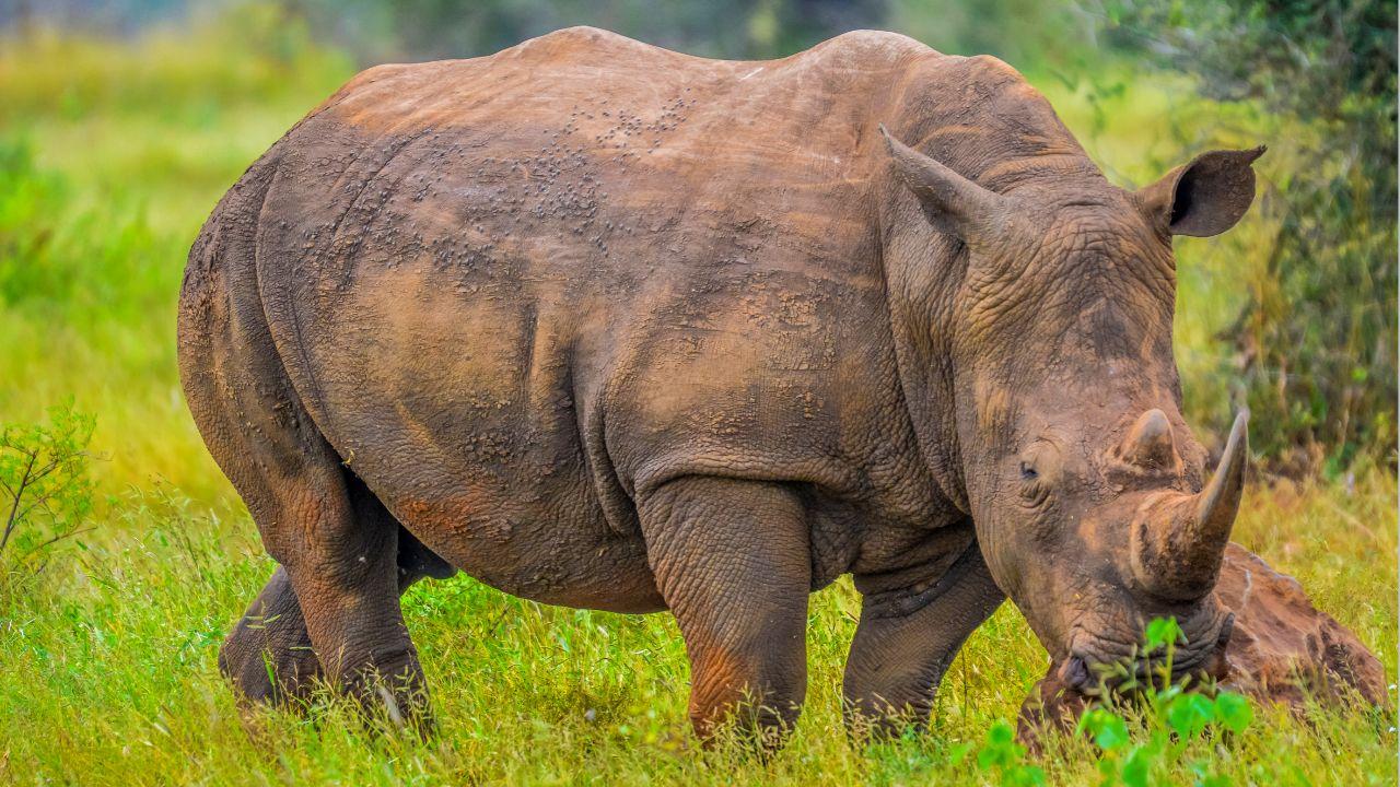 10 Fascinating Facts About Rhinoceros | Animal TV Hindi