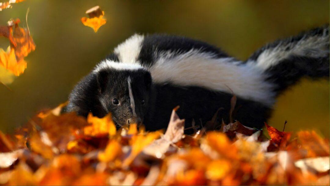 10 Fascinating Facts About Skunks, Close-up of a skunk with distinctive black and white fur pattern