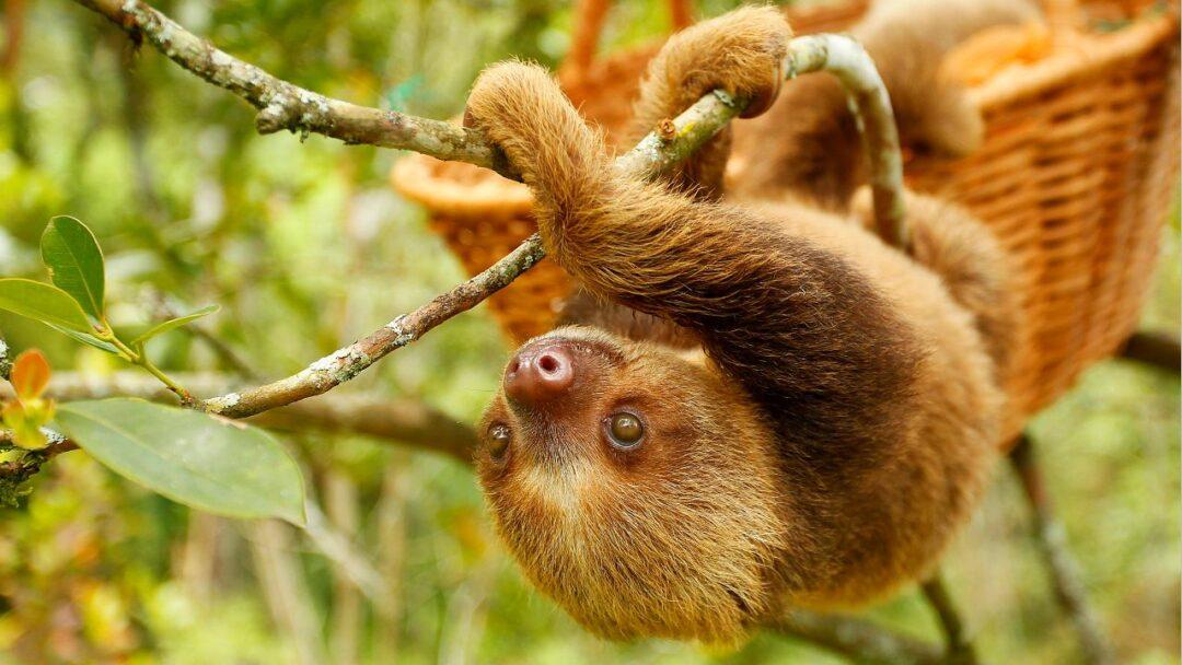 10 Interesting Facts About Sloths, Adorable sloth hanging from a tree branch, showcasing its relaxed nature.
