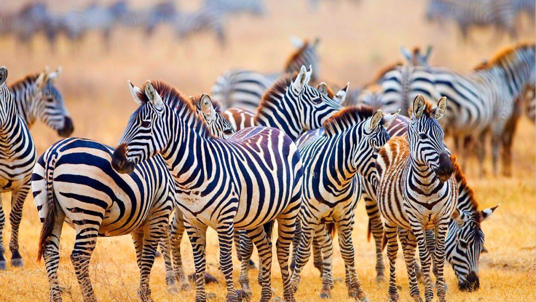 10 Fascinating Facts About Zebra, A group of zebras grazing in the grassland
