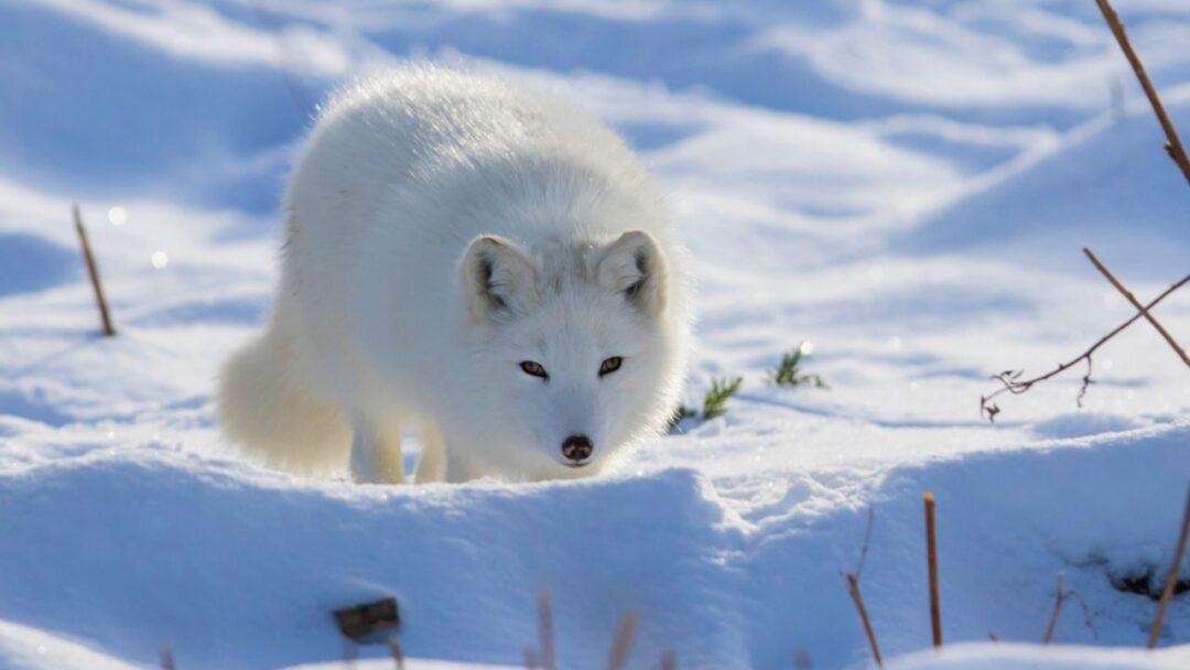An arctic fox in its natural habitat, showcasing its white fur and bushy tail.