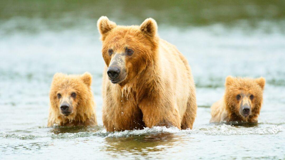 Adorable brown bear cubs splashing in the water.