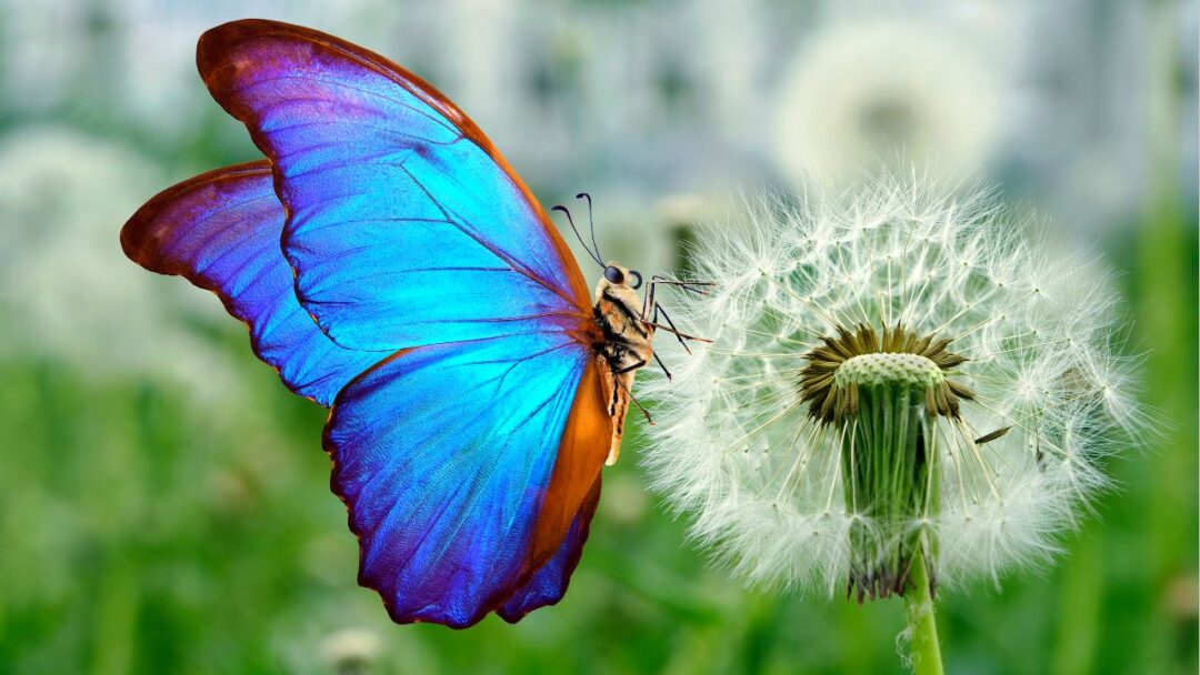 A close-up photograph of a vibrant blue butterfly with intricate patterns on its wings. The Fascinating Life Cycle of Butterflies. 