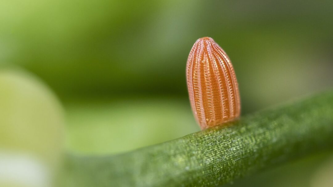 A close-up image of a butterfly egg attached to a leaf.