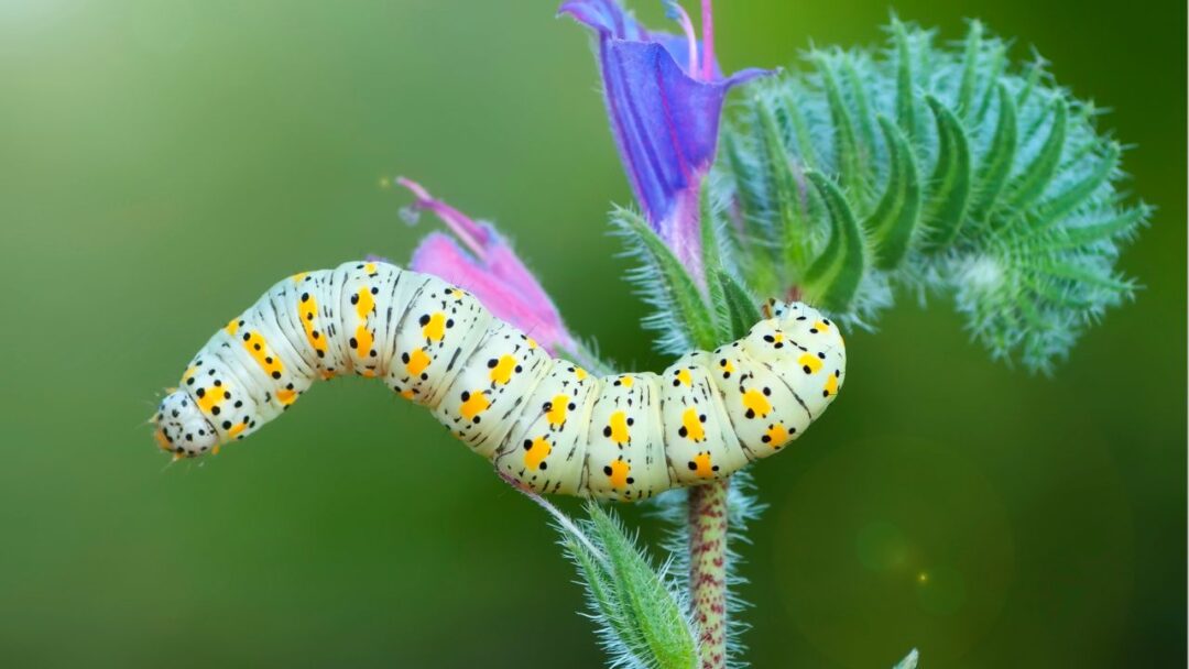 A close-up photograph of a vibrant green caterpillar on a leaf.