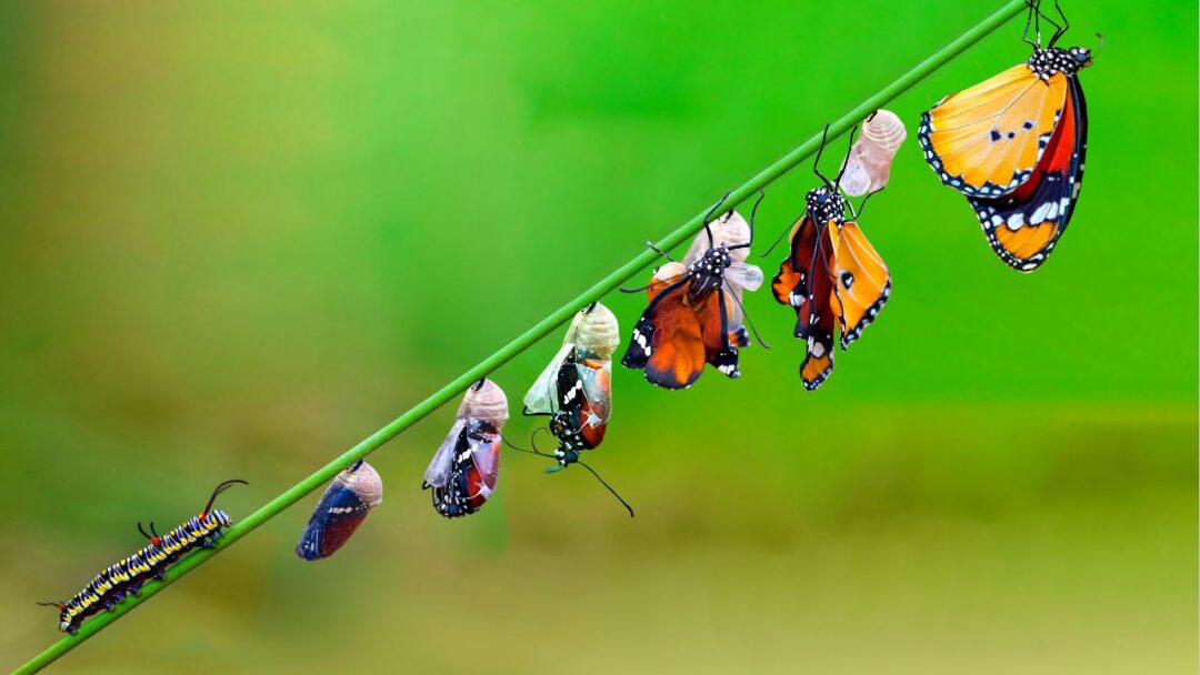 A transformation captured in stages, showing a caterpillar evolving into a vibrant butterfly.