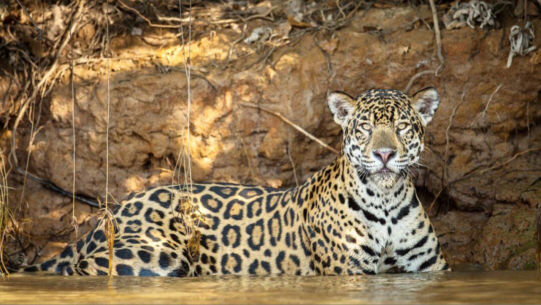 A majestic jaguar resting in the water in the amazon rainforest.