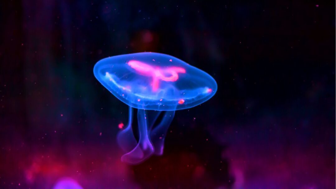 A mesmerizing jellyfish glowing with bioluminescence in its natural habitat. Unveiling the Enigma: Exploring the Wonders of Bioluminescence in Nature,