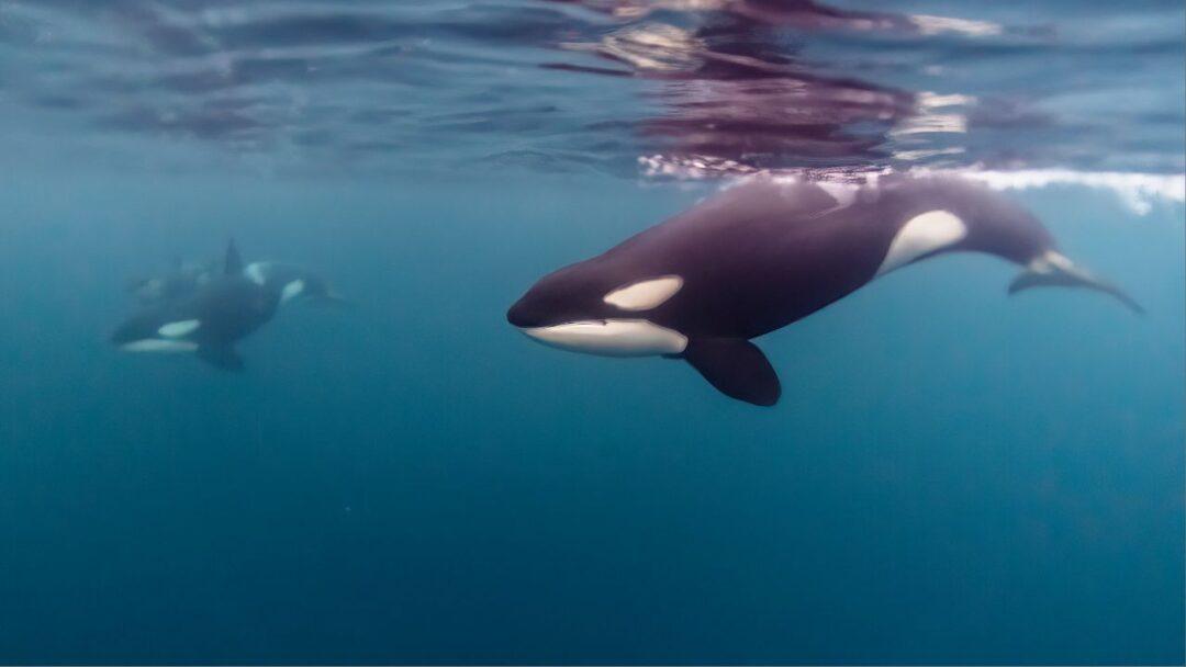 A majestic orca swimming gracefully in the ocean, its black and white pattern glistening under the sunlight.
