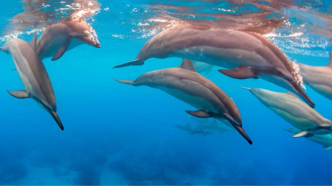 A group of dolphins swimming in clear blue water, their sleek bodies arcing gracefully above the surface, The Fascinating World of Marine Mammals: Whales, Dolphins, and Seals.