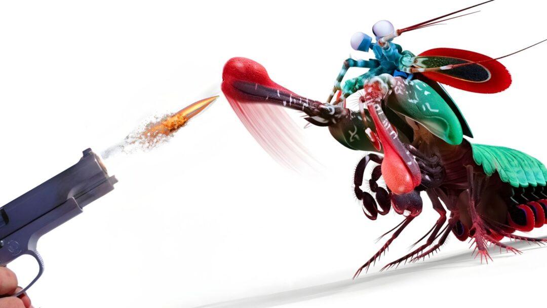 A colorful mantis shrimp confronts a bullet from a gun, showcasing the contrast between the creature's beauty and the symbol of potential danger and destruction, Most Powerful and Fastest Creature in The Animal Kingdom.
