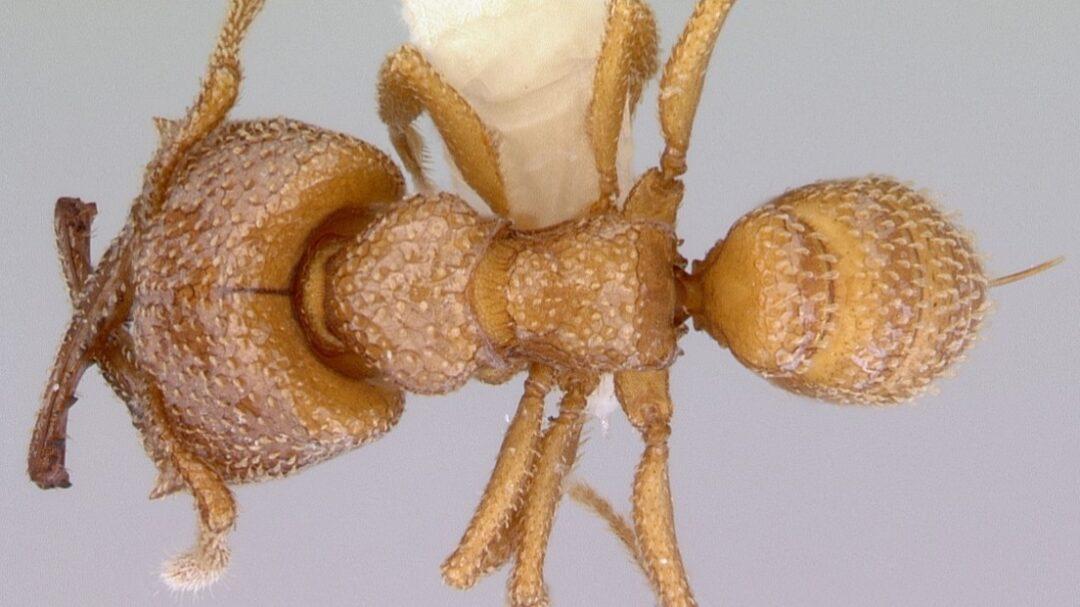 A close-up image of a Mystrium Camilla ant, showcasing its unique physical features.