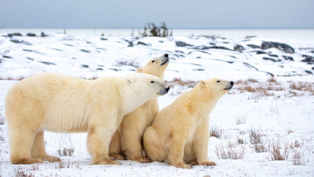 A polar bear family standing on a frozen Arctic landscape. The mother bear is sitting on her hind legs, while her two playful cubs are frolicking around her, The Remarkable Adaptations of Arctic Animals.