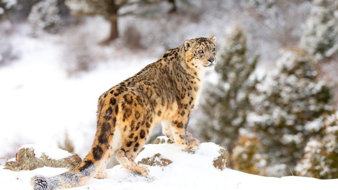 A majestic snow leopard standing on a rocky ledge, its sleek fur blending with the snowy background.