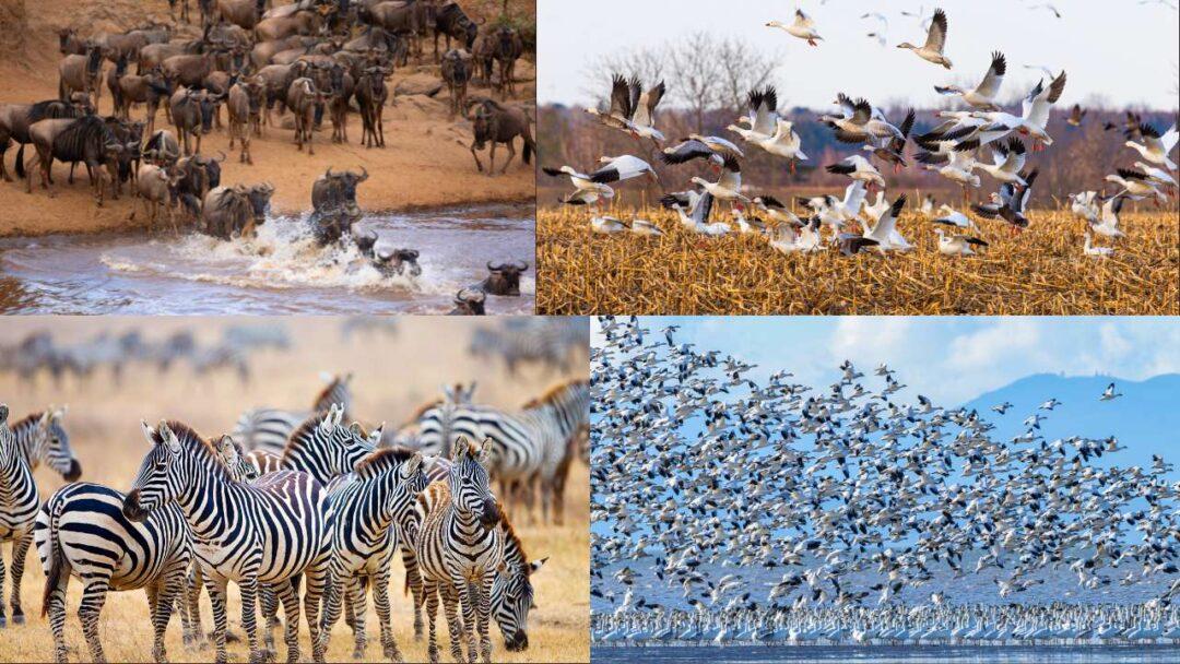 A captivating image showcasing the phenomenon of animal migration. Birds flying in a V-formation, wildebeests crossing a river, and monarch butterflies gathering in clusters, The Magic of Migration: Incredible Journeys of Animals,