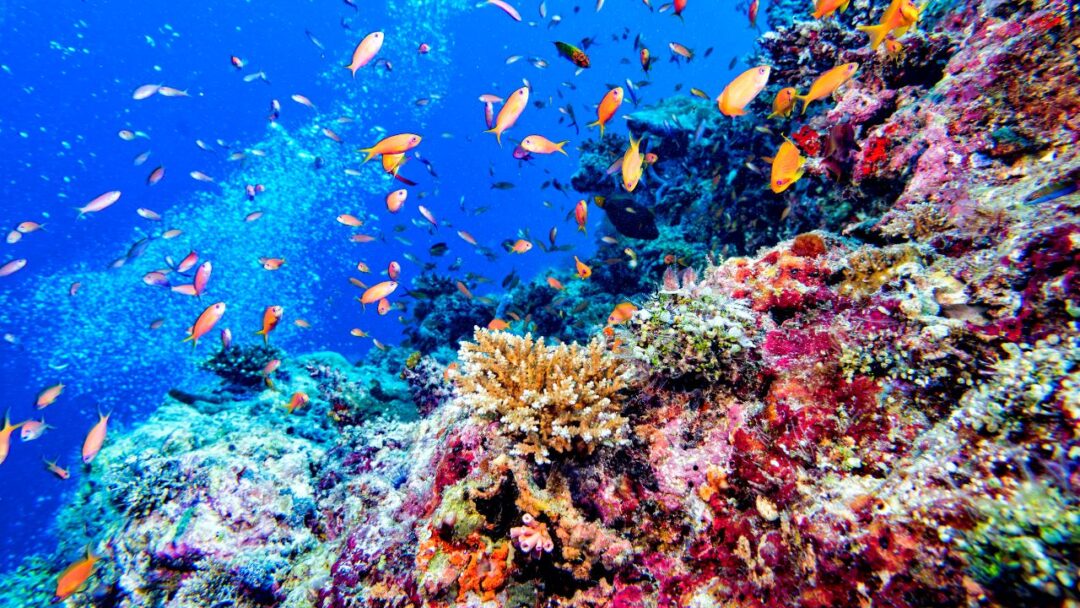 A vibrant underwater scene featuring coral reefs teeming with colorful fish and marine life. Underwater Jungles: Exploring the Fascinating World of Coral Reefs.