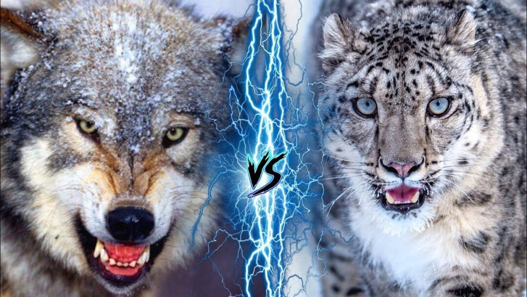 A thrilling confrontation between a Grey Wolf and a Snow Leopard in the wilderness. Grey Wolf vs Snow Leopard.